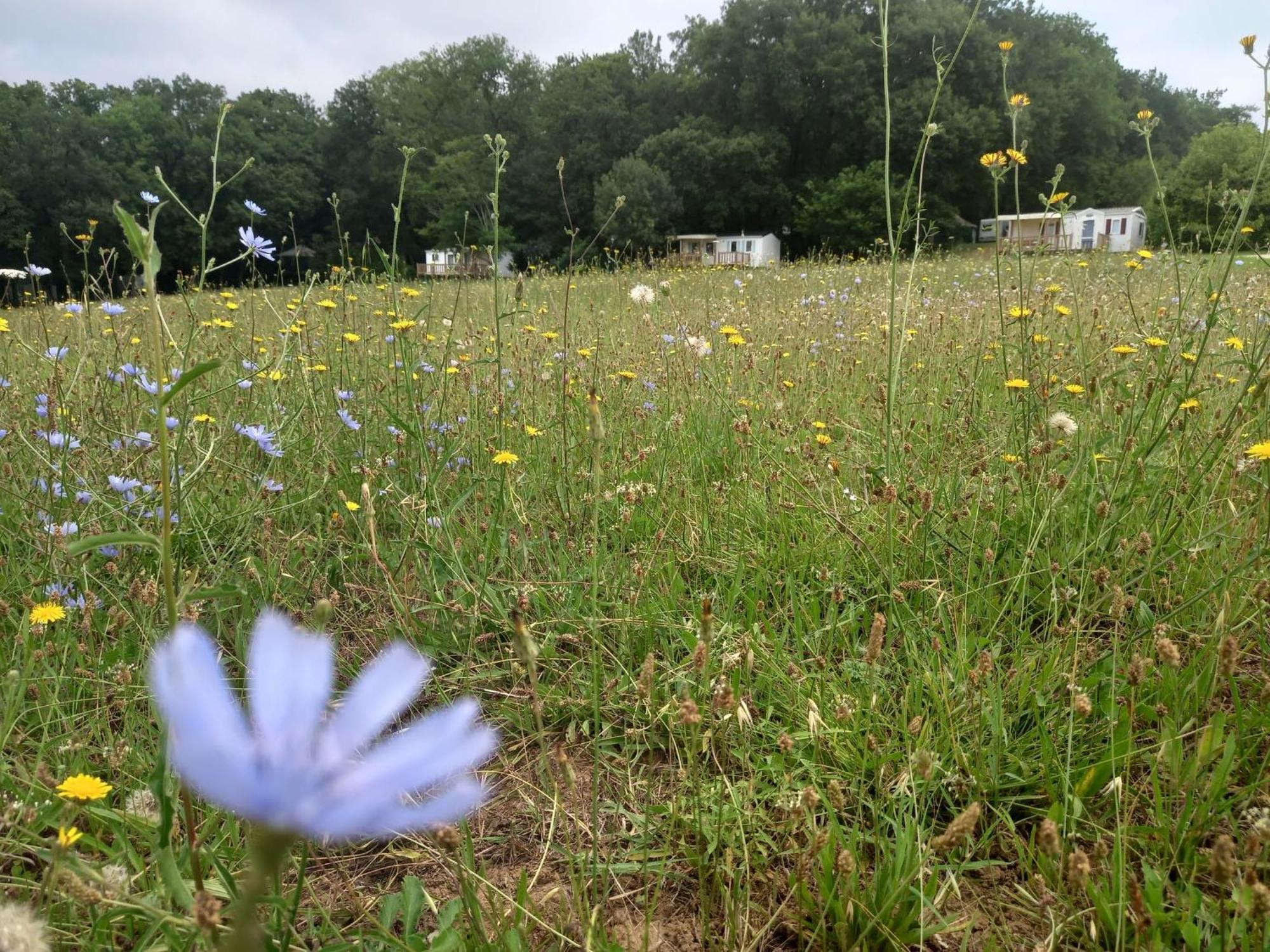 Camping Nature Le Valenty Mobil-Home-Dordogne Panoramique Clim Piscine Soturac 외부 사진